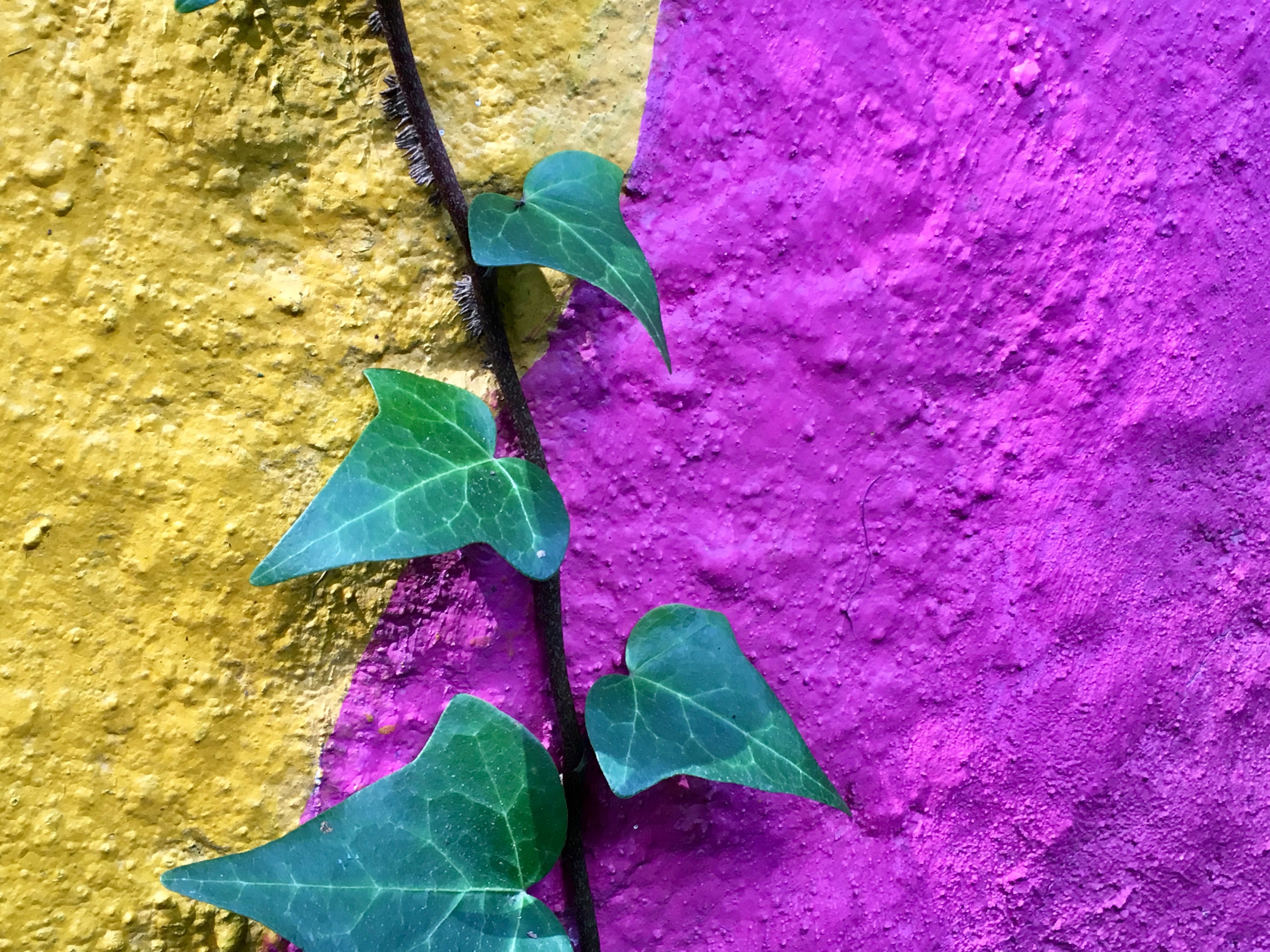 Photo of a wall painted bright yellow and purple, with green vines hanging vertically