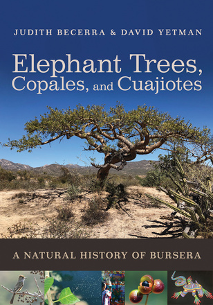 Elephant Trees, Copales, and Cuajiotes